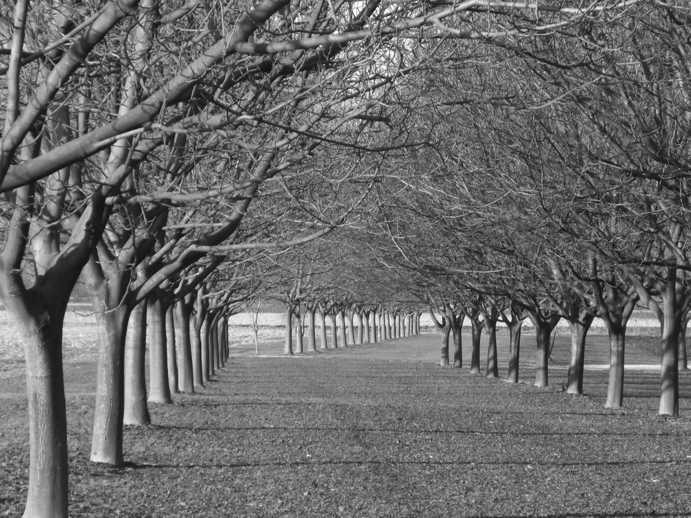 Walnut Field in Pontcharra