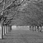 Walnut Field in Pontcharra