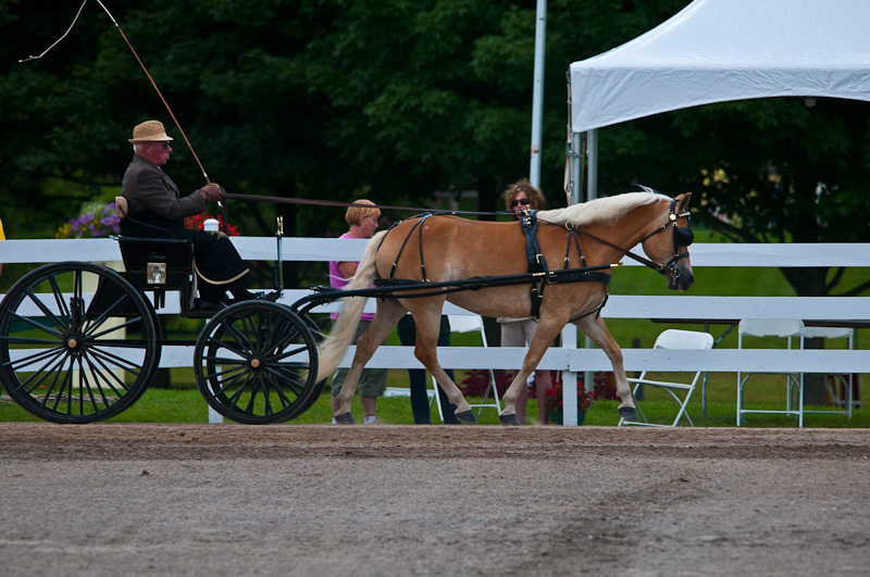 Walnut Hill Turnout Champion