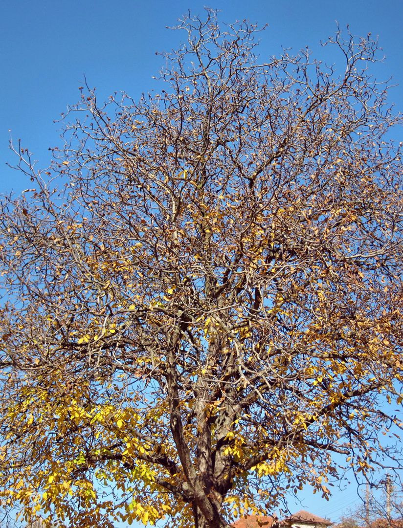 Walnut Tree 1