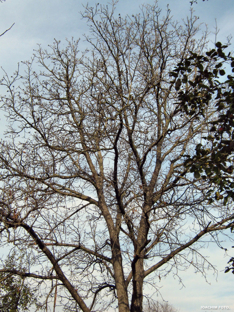 Walnut tree 2