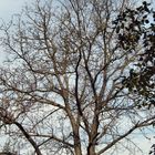 Walnut tree 2
