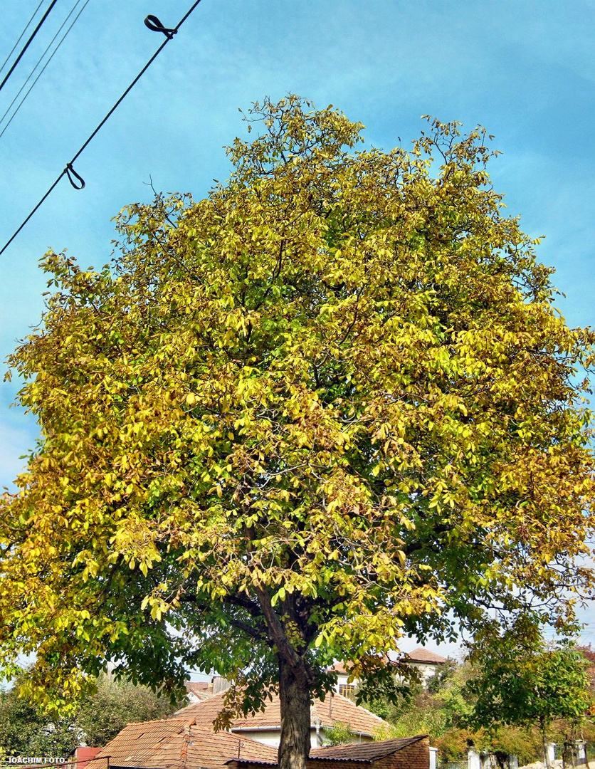 Walnut Tree