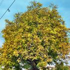 Walnut Tree