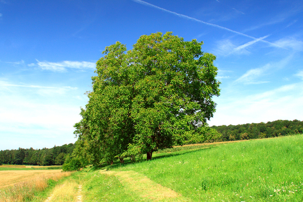 Walnut trees