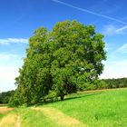 Walnut trees