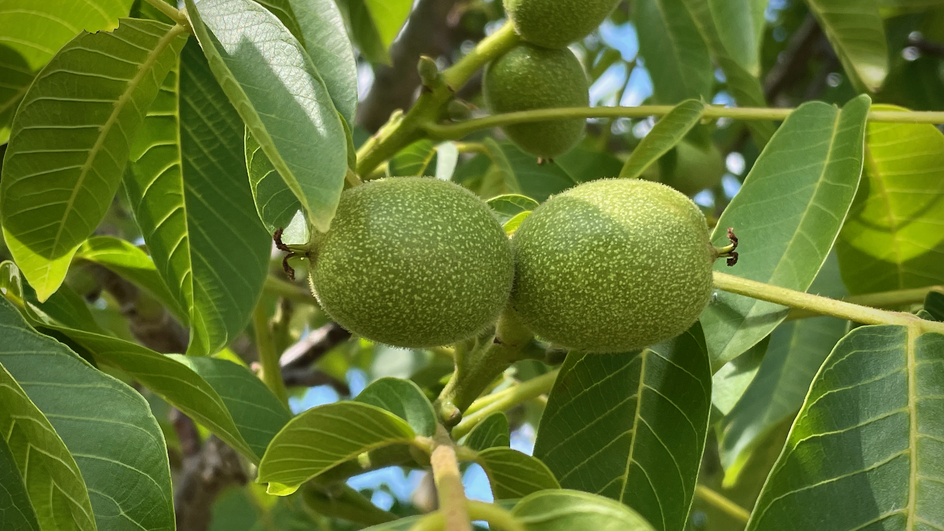 Walnuts Growing (2022)