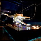 Waloseum Ostfriesland, Skelett eines Pottwals, der 2003 gestrandet ist