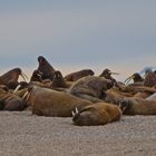 Walrösser, Torellnesfjellet, Svalbard