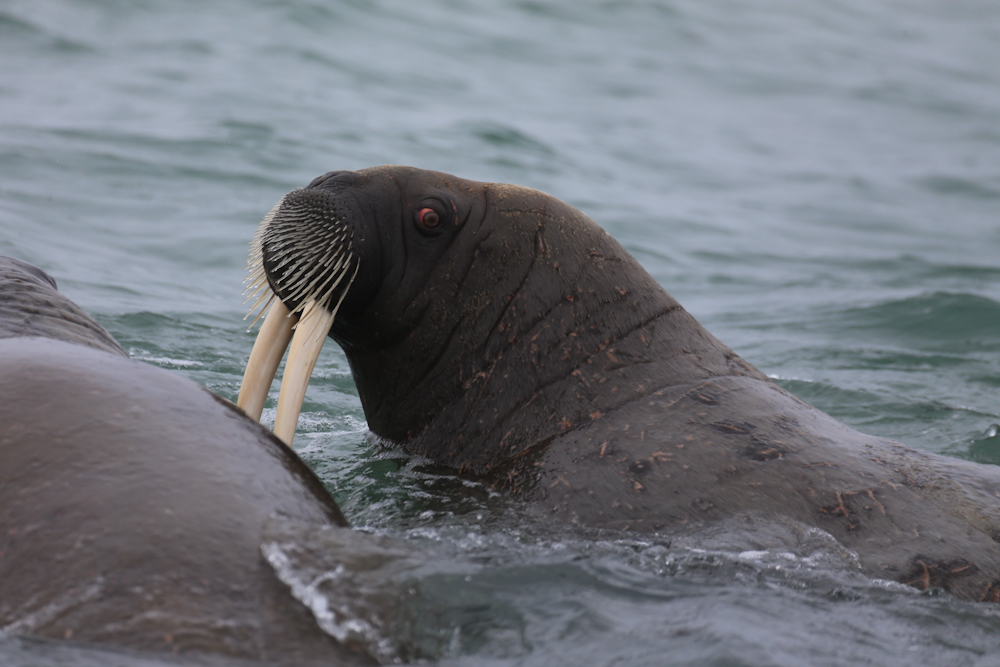 Walross auf Kvitoya, Svalbard