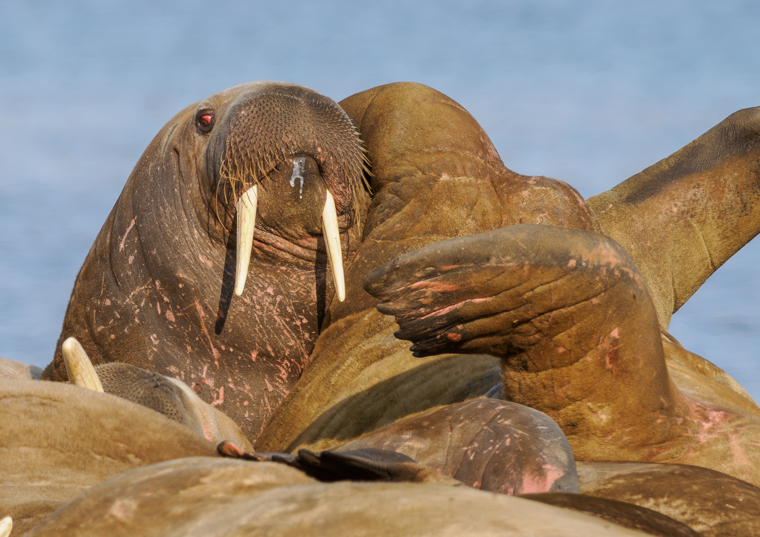 Walross auf Svalbard/Spitzbergen