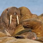 Walross auf Svalbard/Spitzbergen