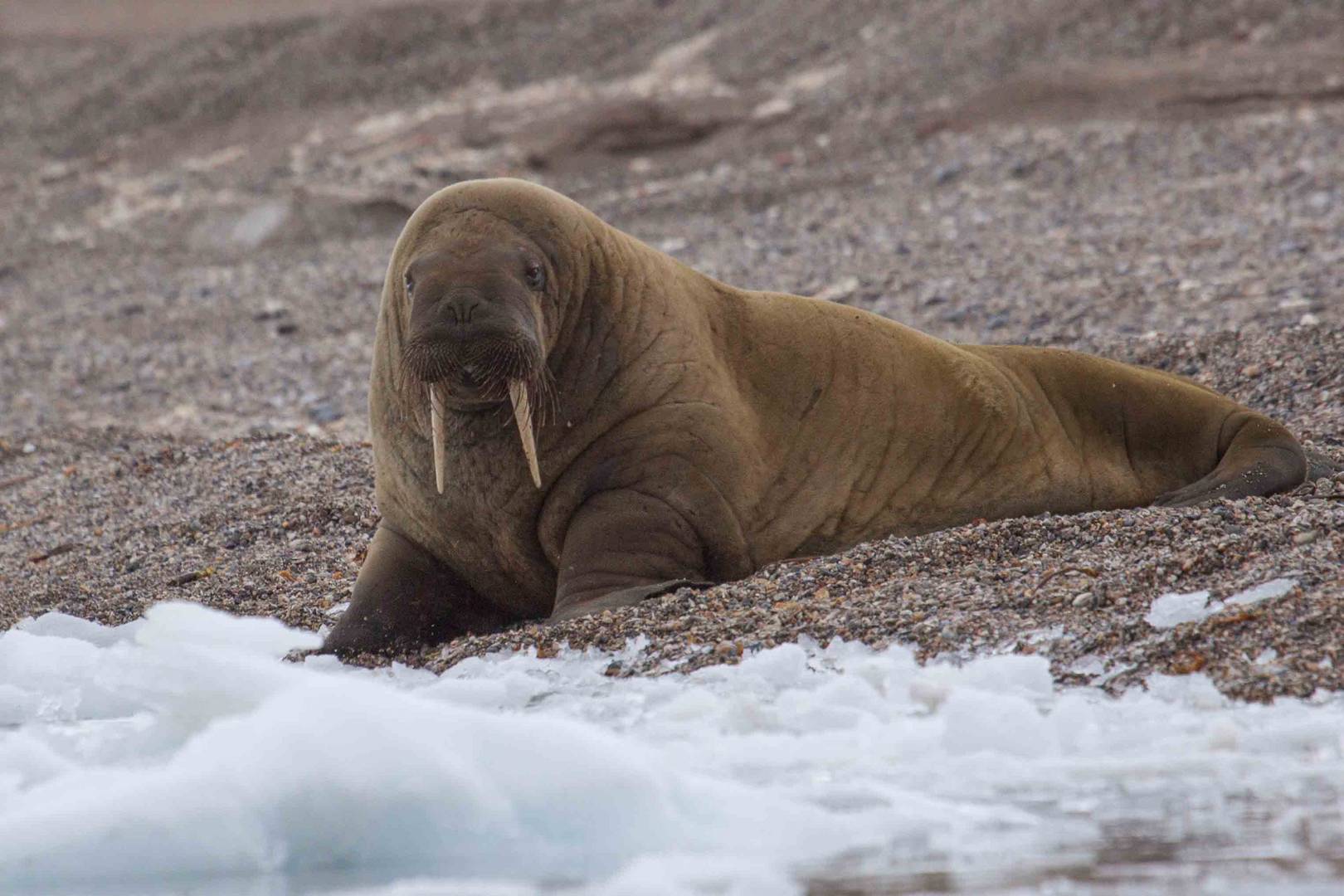 Walross bei Torellneset - Spitzbergen 3