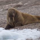 Walross bei Torellneset - Spitzbergen 3