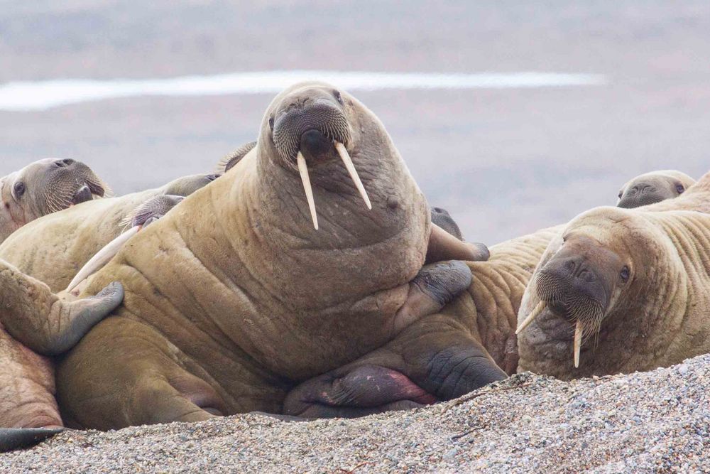 Walross bei Torellneset - Spitzbergen 4