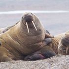 Walross bei Torellneset - Spitzbergen 4