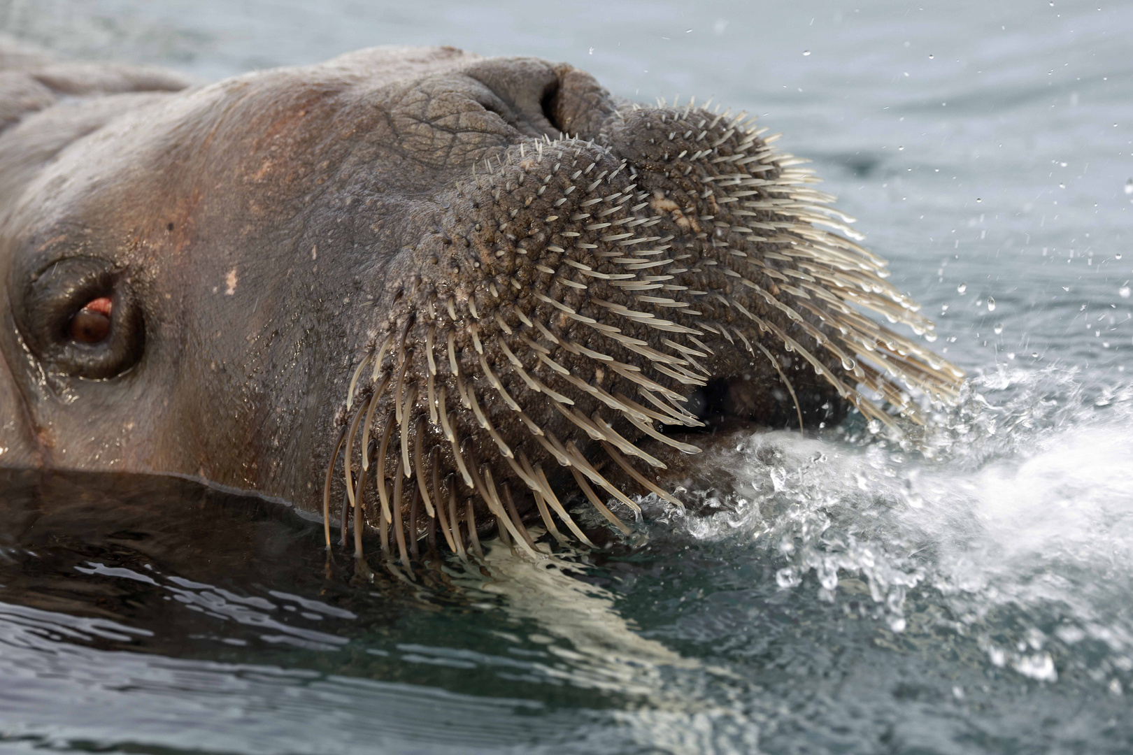 Walross beim Auftauchen (walrus)