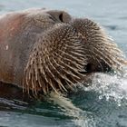 Walross beim Auftauchen (walrus)