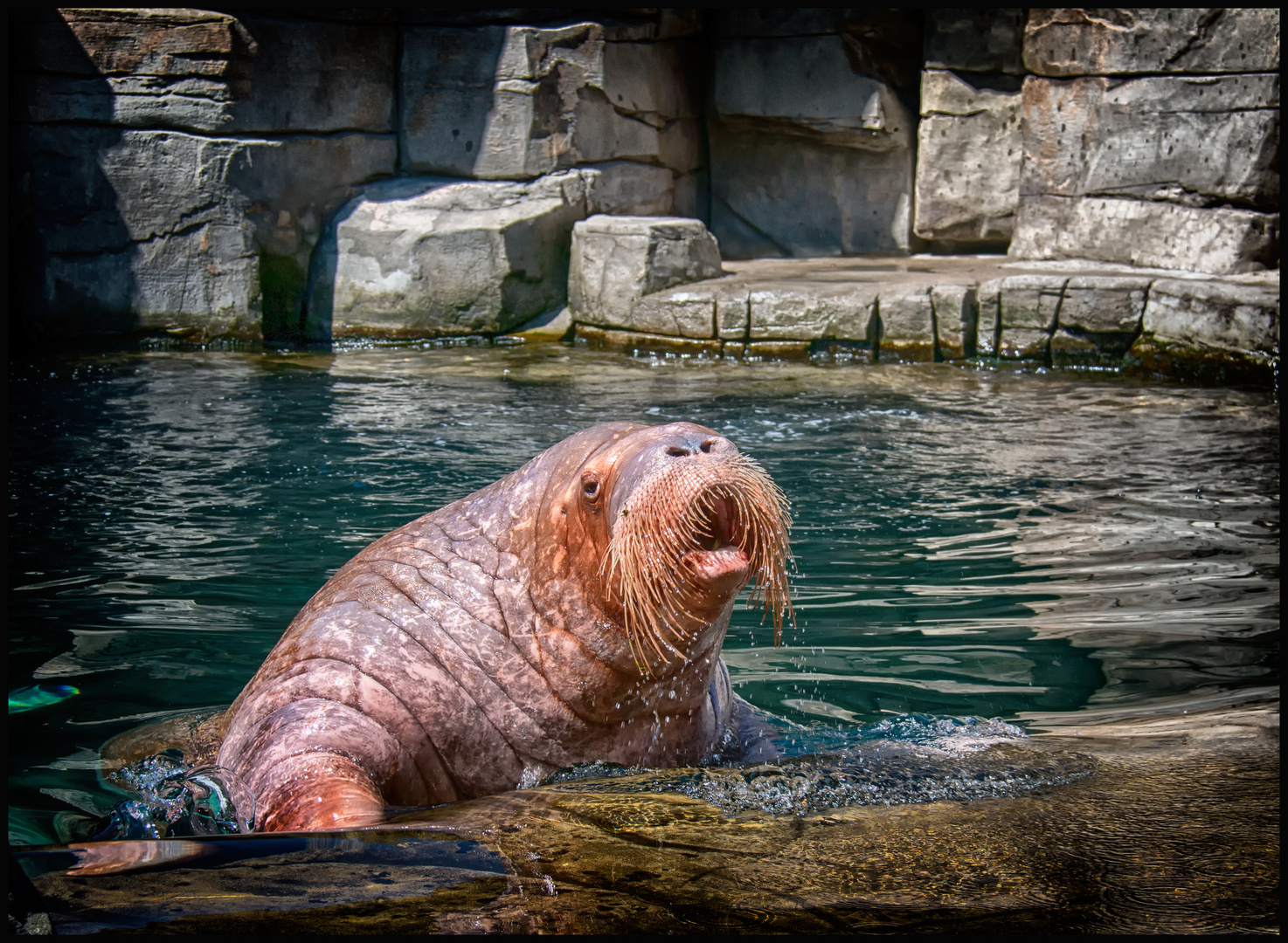 Walross im Eismeer