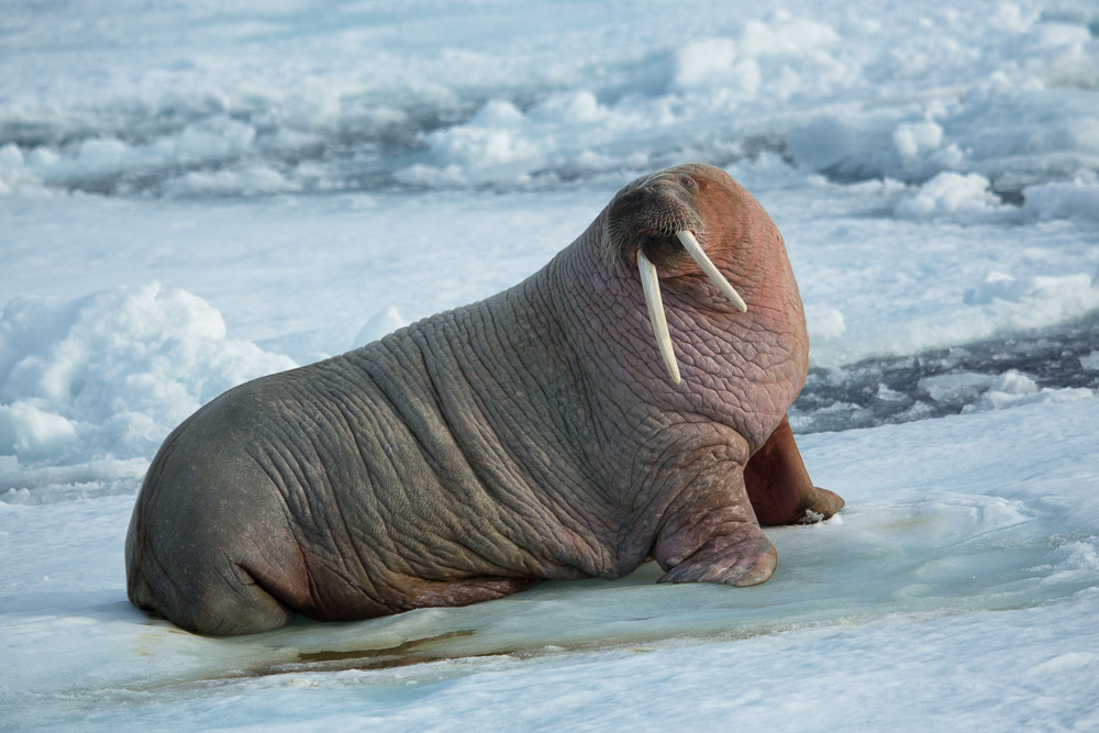 Walross im Packeis vor Spitzbergen