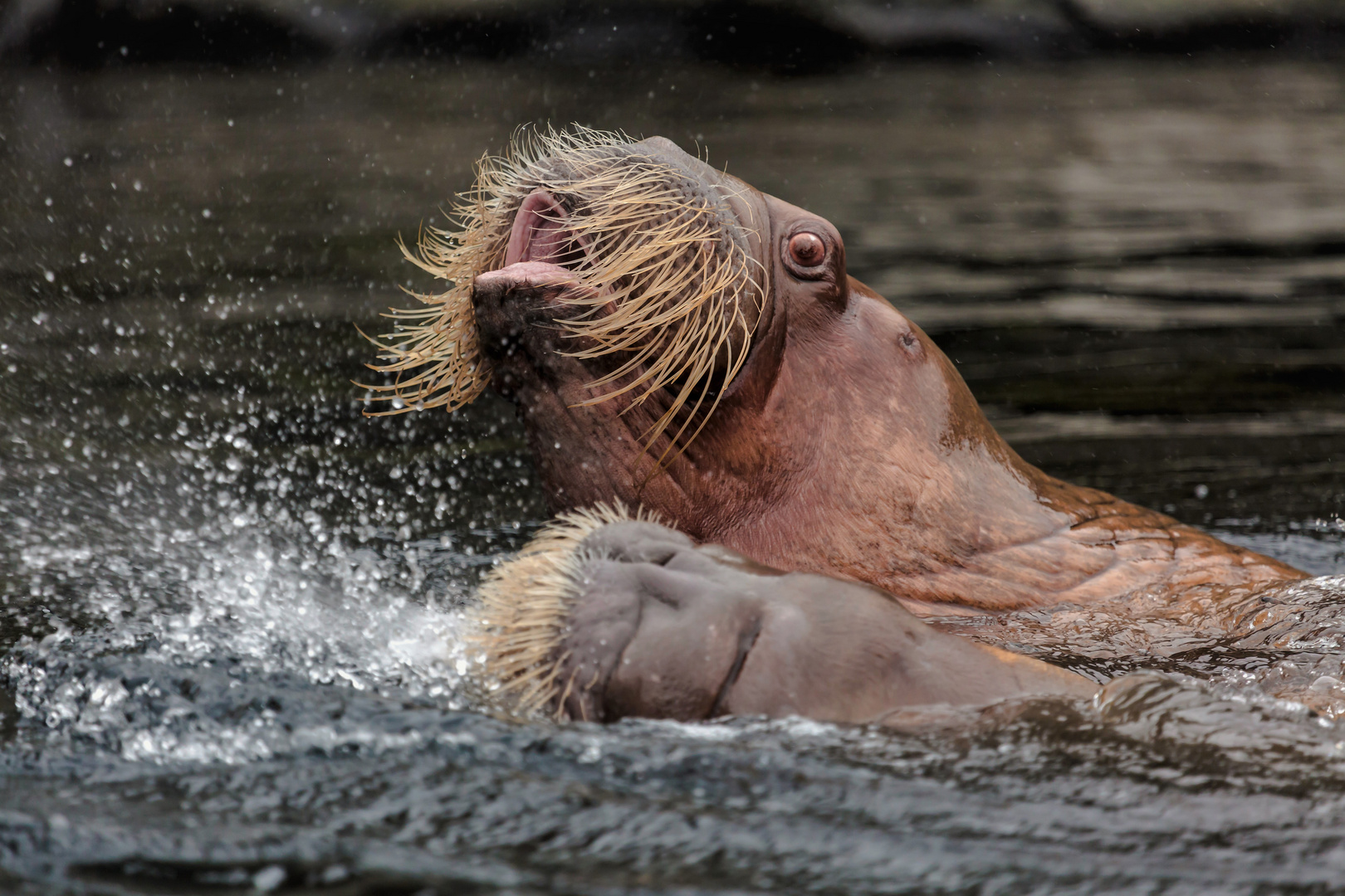 Walroß Karambolage im Eismeer....