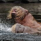 Walroß Karambolage im Eismeer....