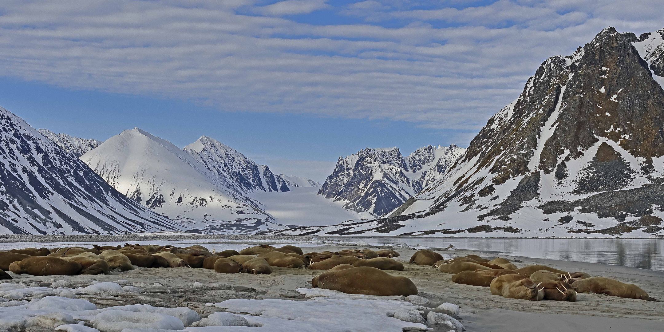 Walross Kolonie auf Spitzbergen