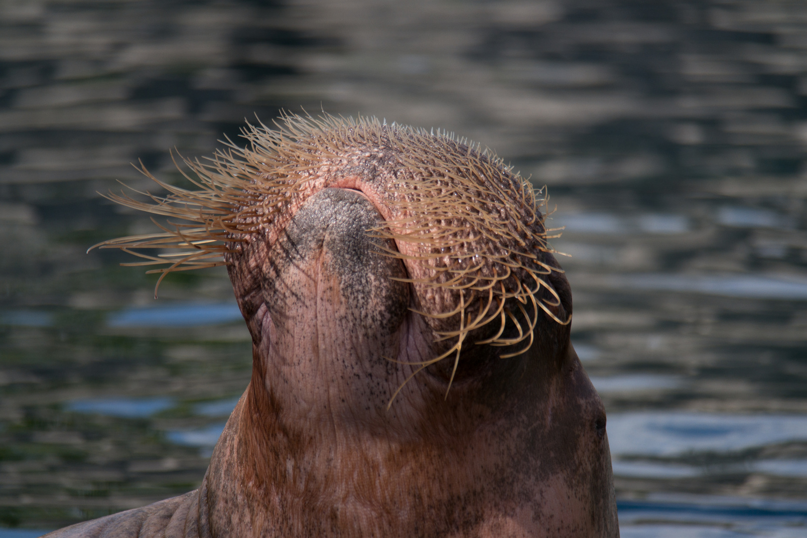 Walross (Odobenus rosmarus)