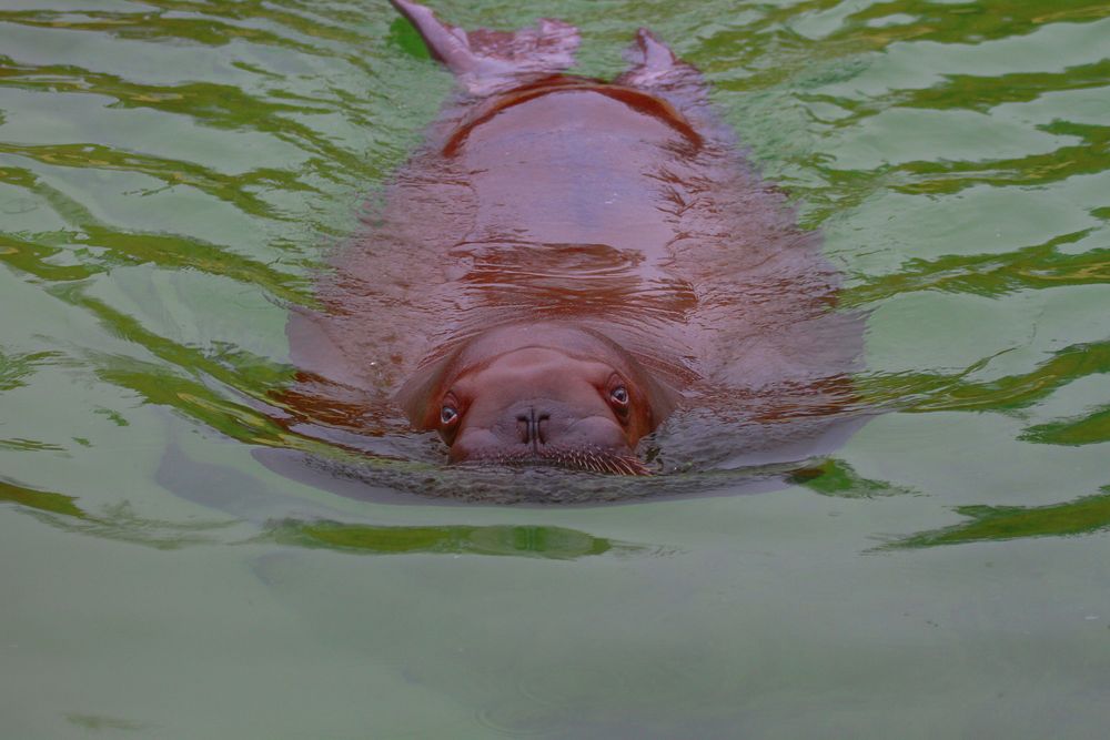 Walross (Odobenus rosmarus)