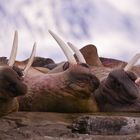 Walrosse auf Polepynten, Spitzbergen