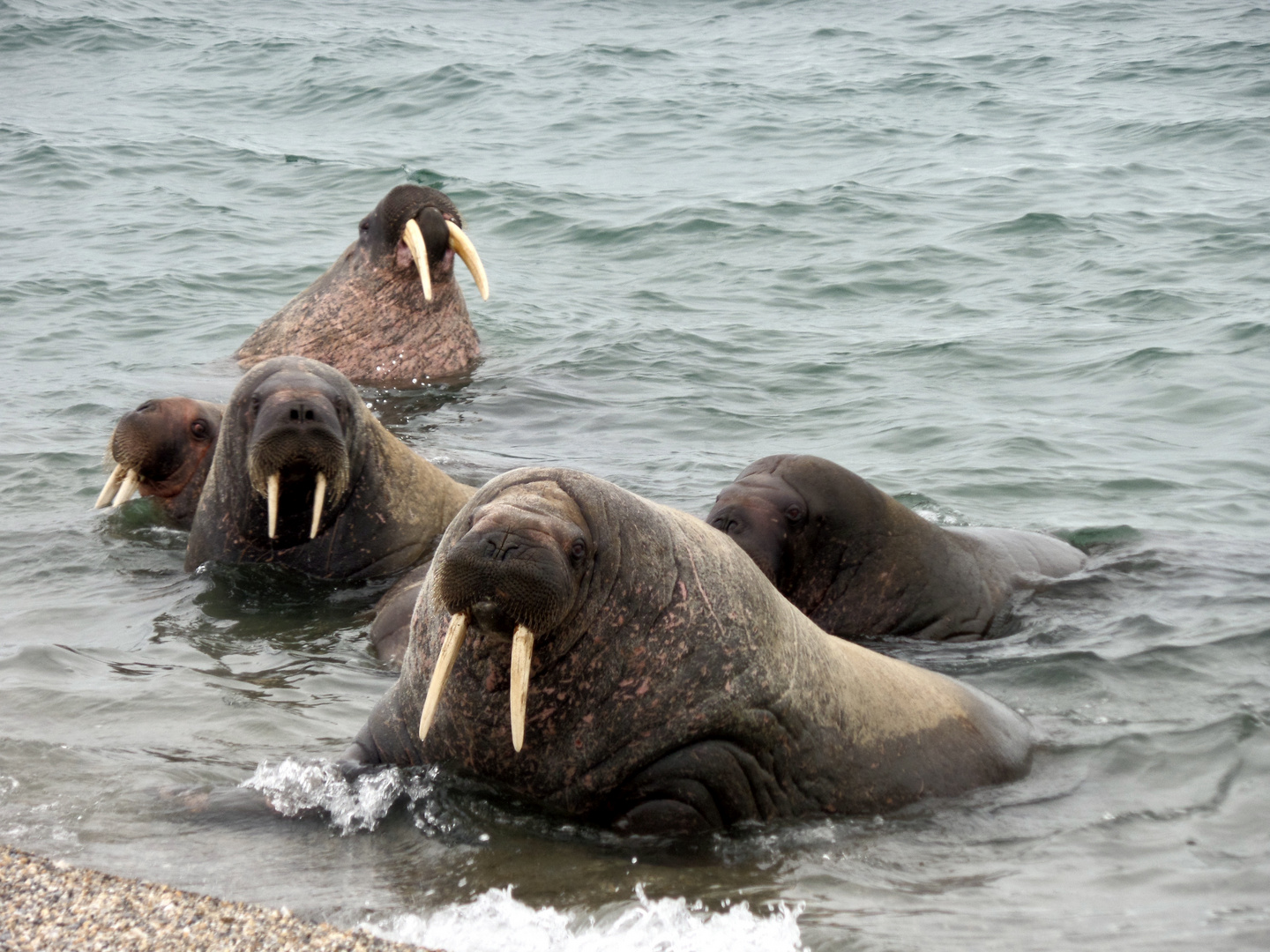 Walrosse auf Spitzbergen