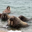 Walrosse auf Spitzbergen