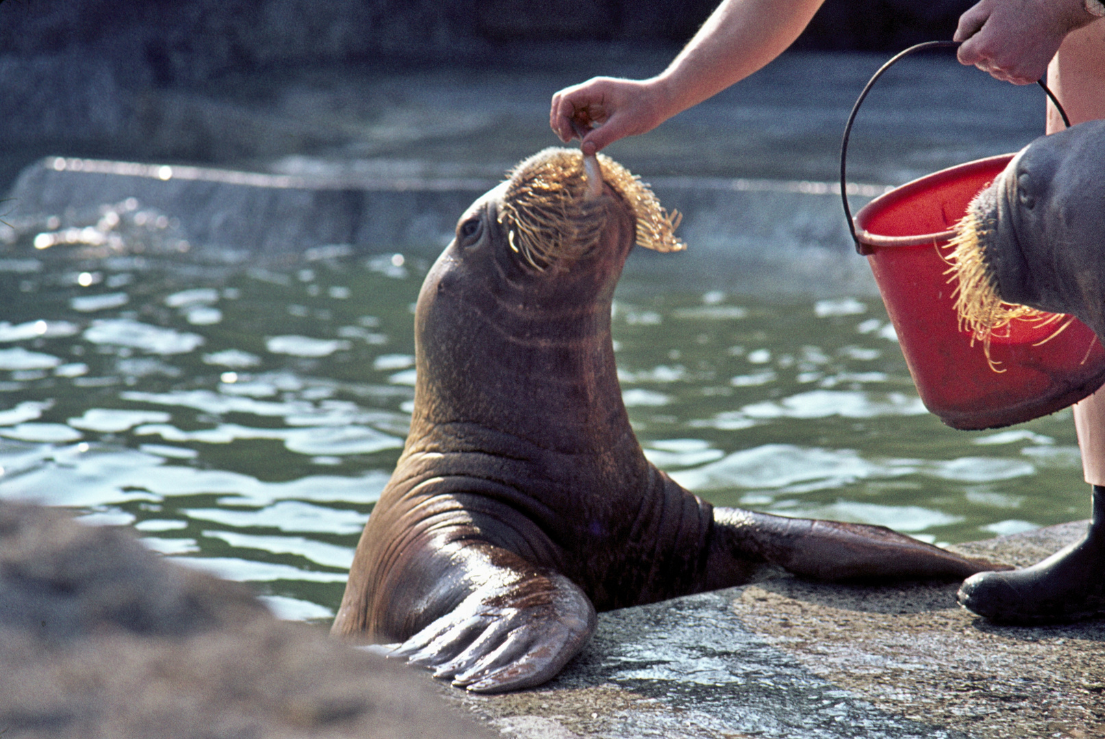 Walrossfütterung-Hagenbeck "Antje" 04.74