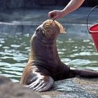 Walrossfütterung-Hagenbeck "Antje" 04.74