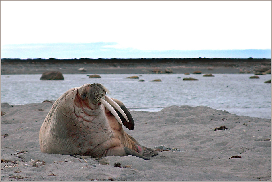 Walrus...