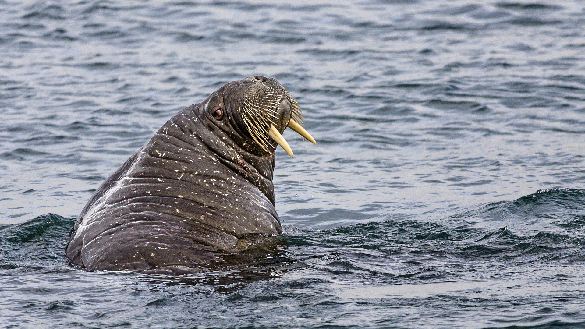 WALRUS