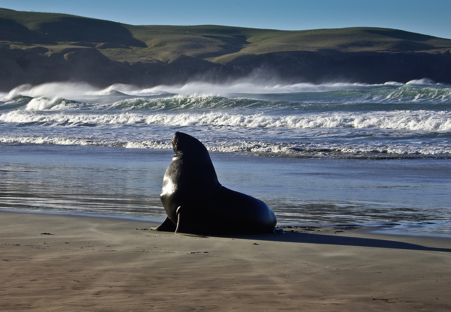 Walrus in Queenstown