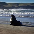 Walrus in Queenstown