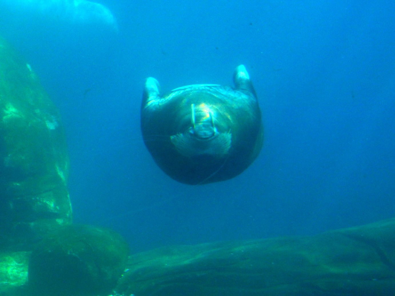 Walrus underwater