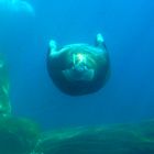 Walrus underwater