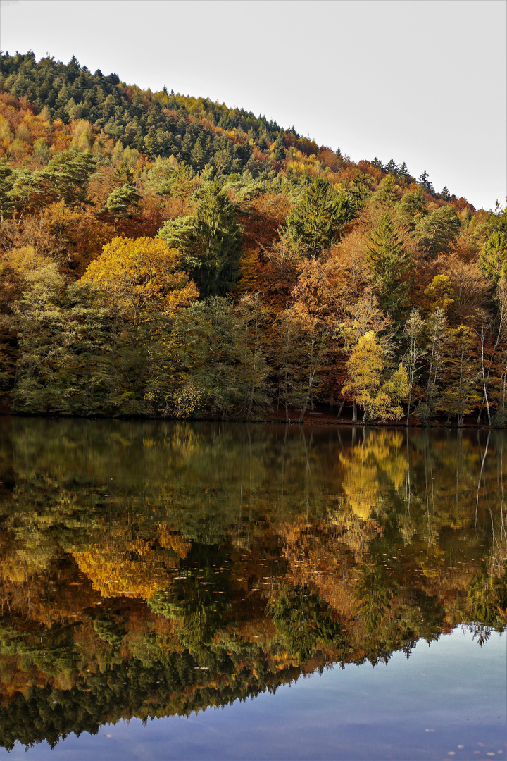 Walsee in der Pfalz