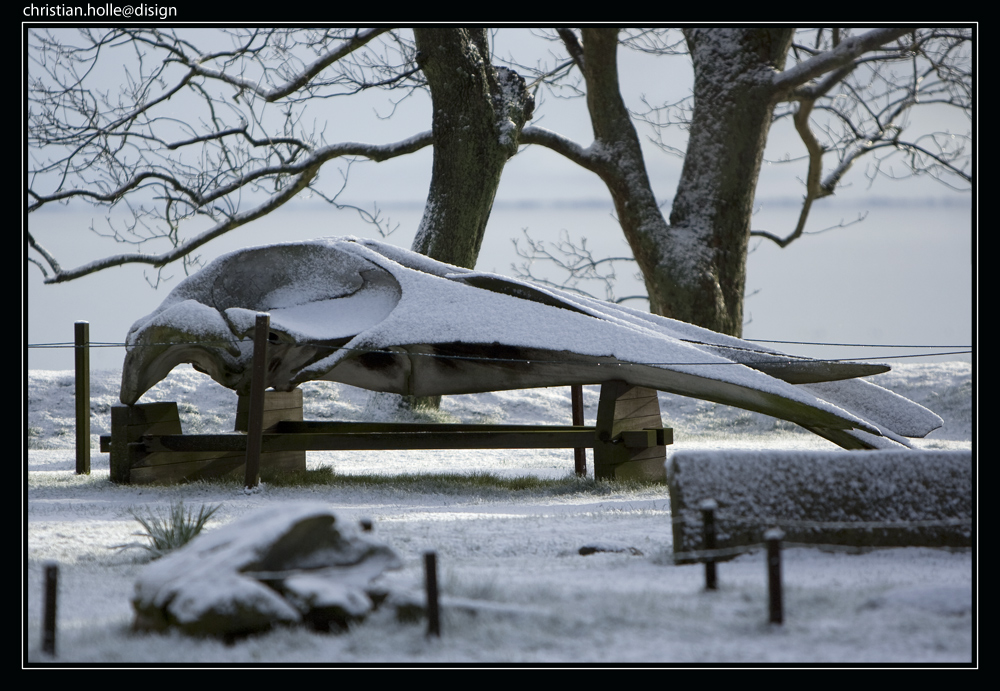 Walskelett im Schnee