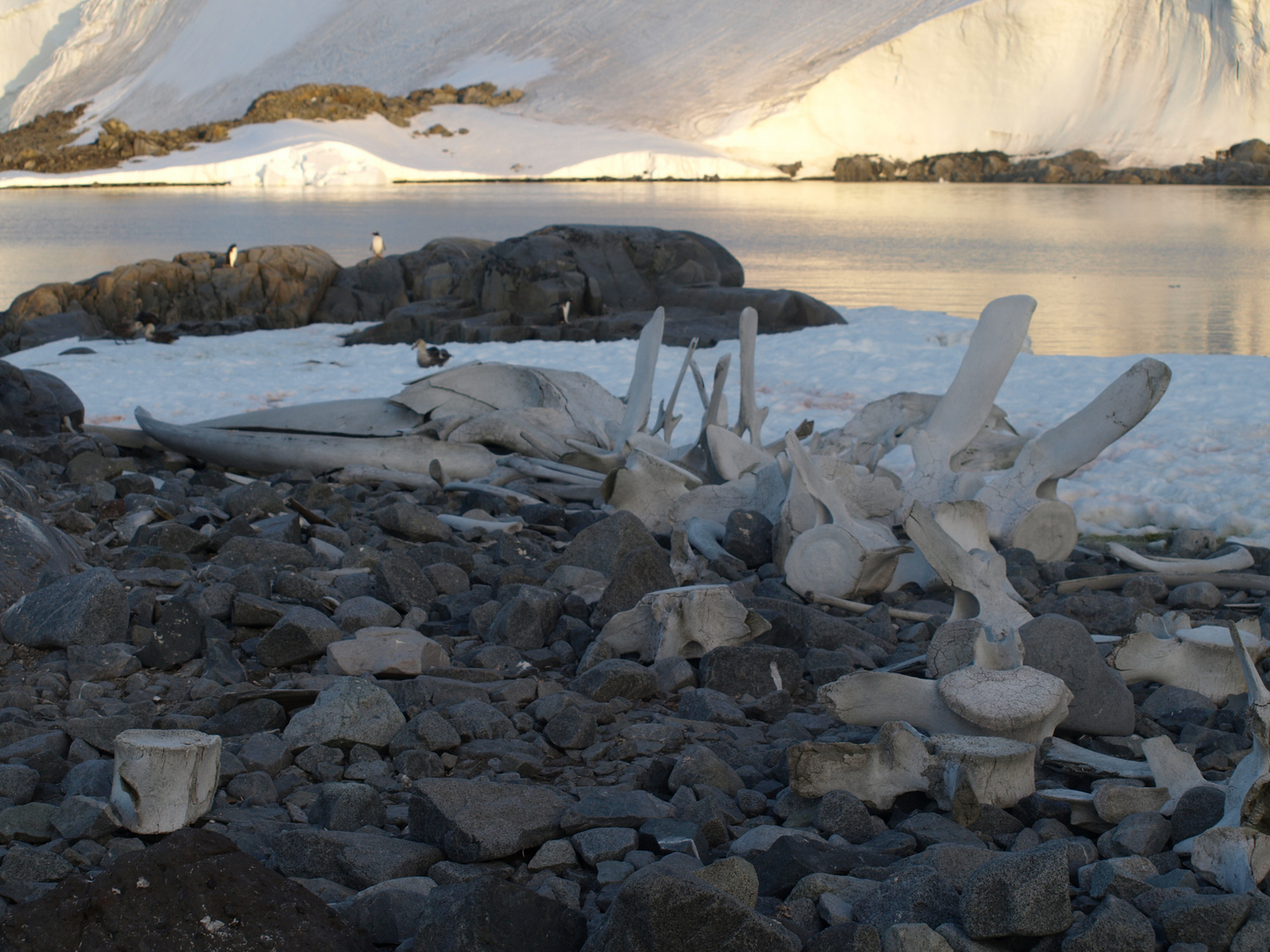 Walskelett in Port Lockroy