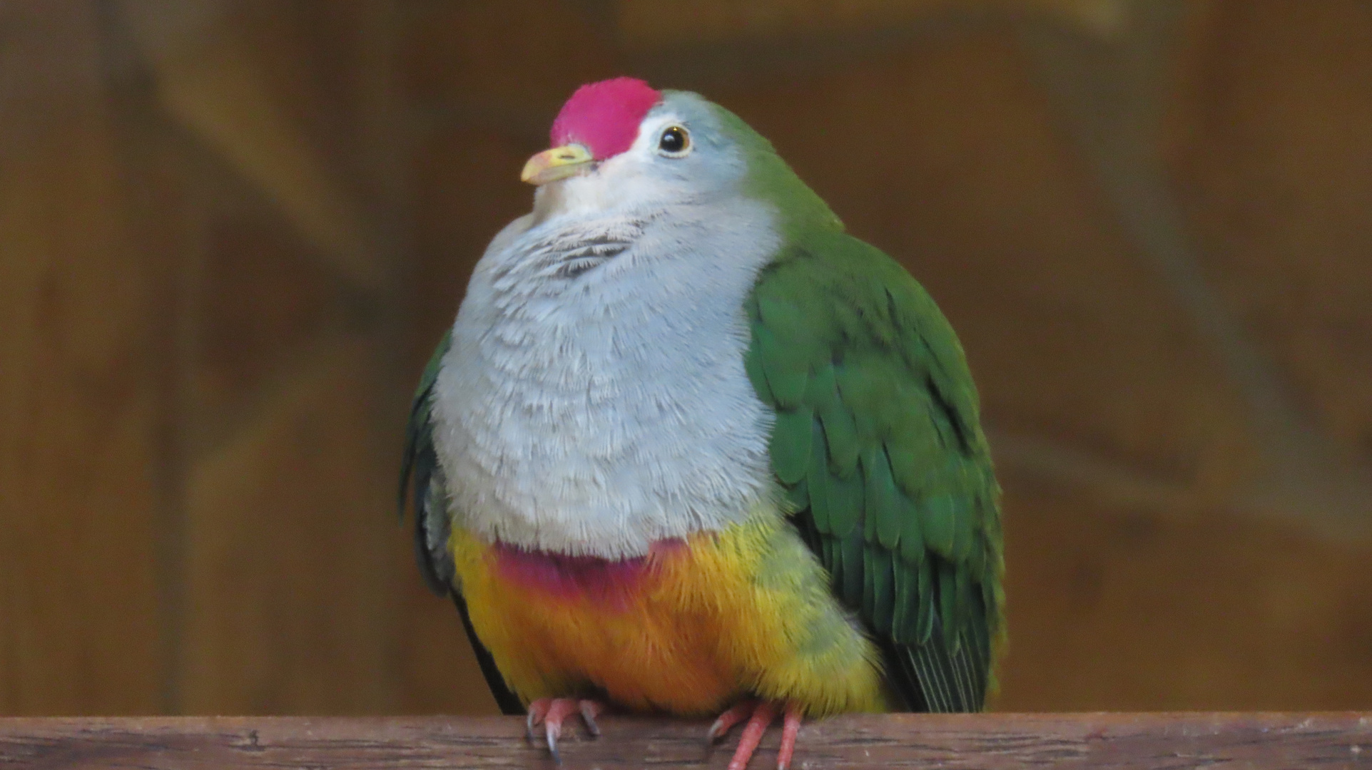 Walsrode (2021), Weltvogelpark (11/20)