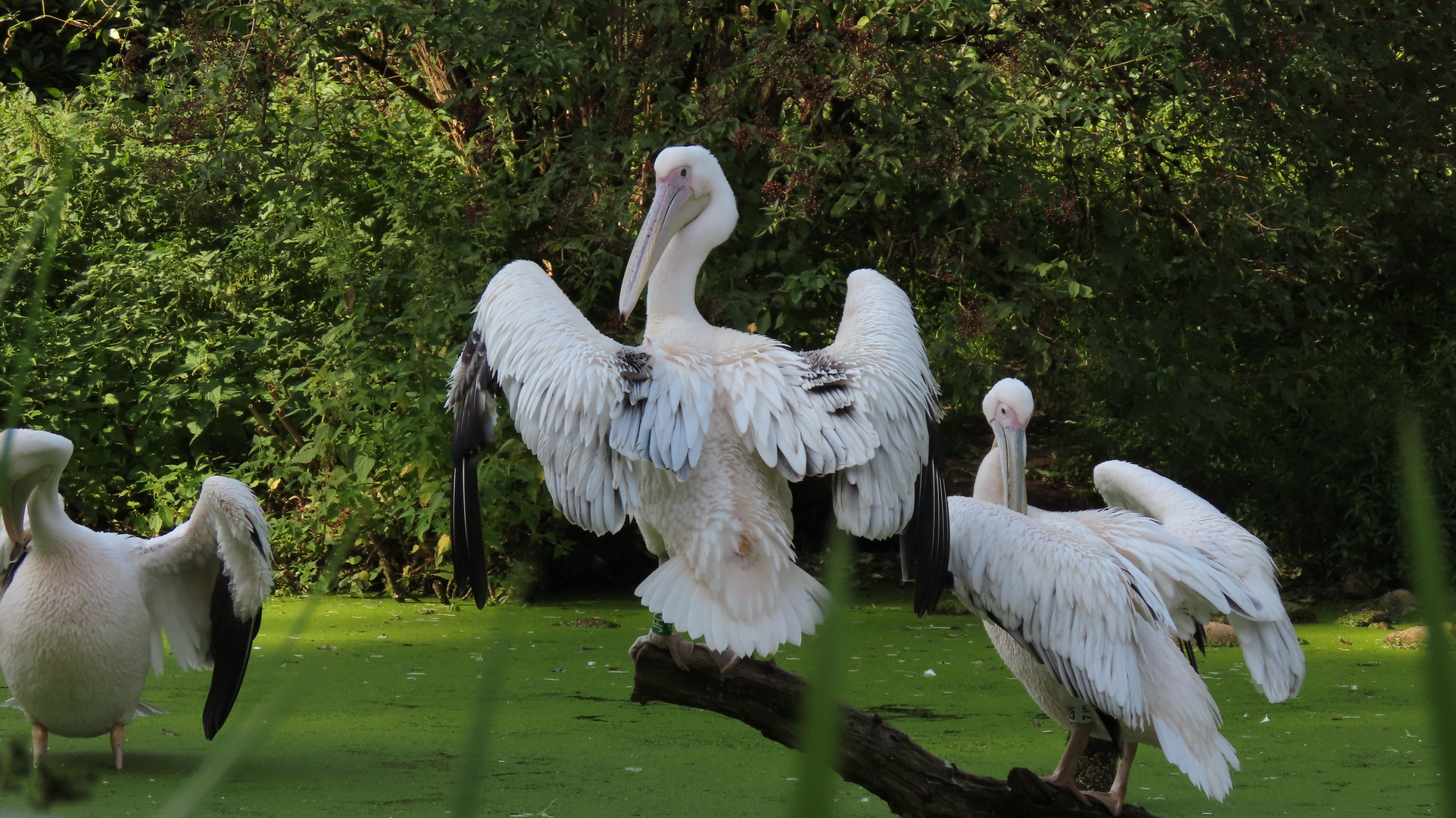 Walsrode (2021), Weltvogelpark (1/20)