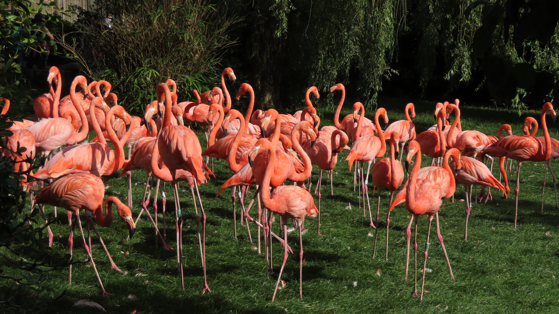 Walsrode (2021), Weltvogelpark (13/20)