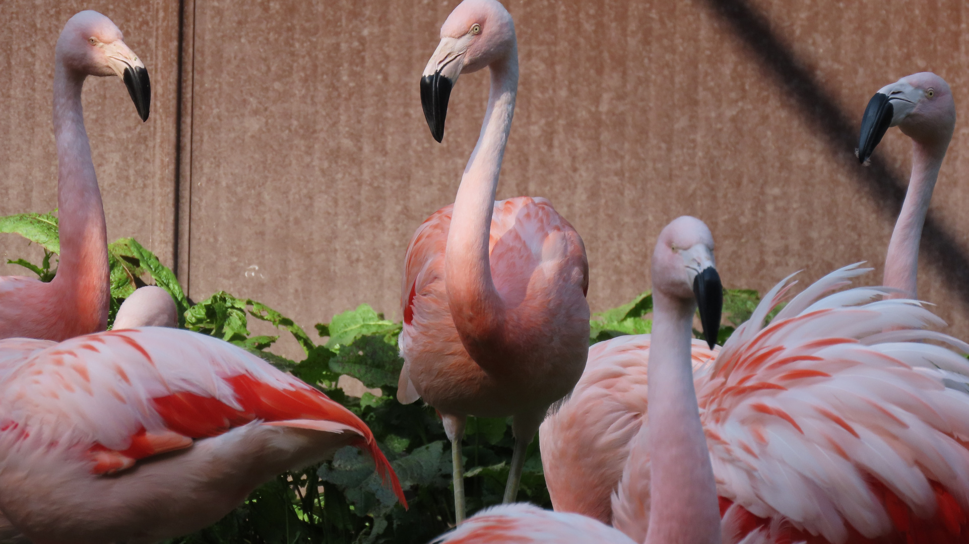 Walsrode (2021), Weltvogelpark (14/20)