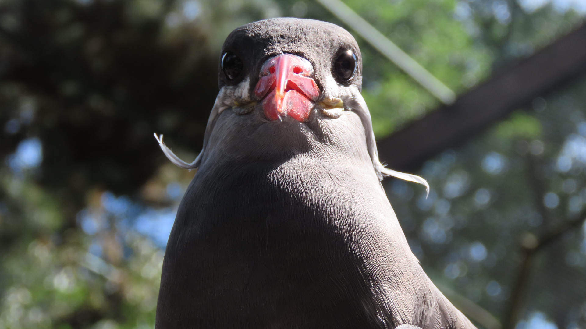 Walsrode (2021), Weltvogelpark (16/20)