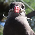 Walsrode (2021), Weltvogelpark (16/20)