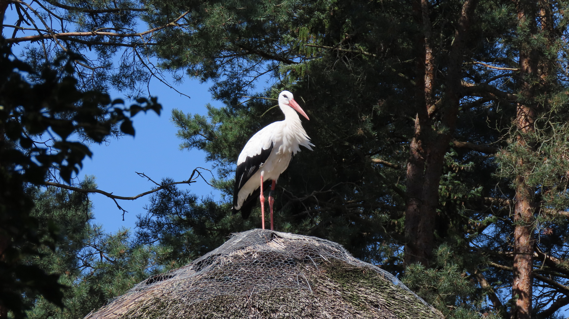 Walsrode (2021), Weltvogelpark (17/20)